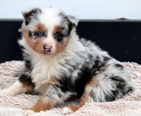 Buck Mini Aussie