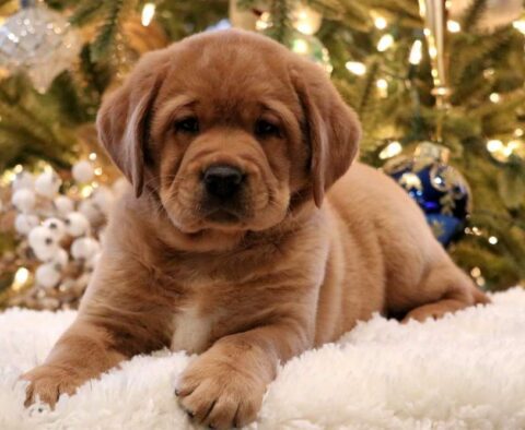 Buddy Fox Red Lab