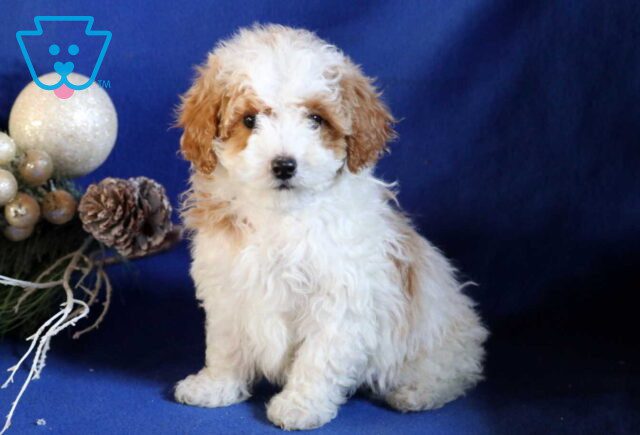 Buddy Mini Poodle image