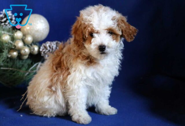 Buddy Mini Poodle2 image