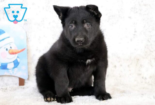 Butterball German Shepherd image