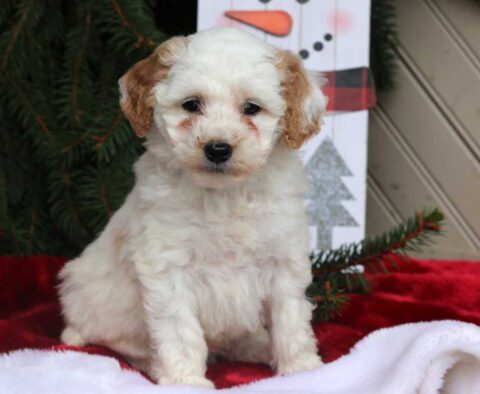 Carla Mini Goldendoodle
