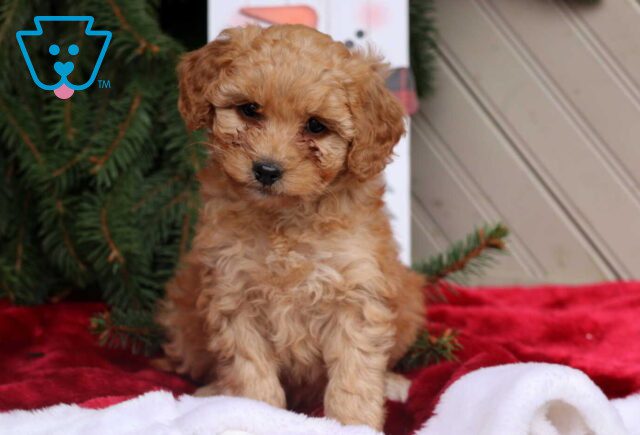 Casey Mini Goldendoodle image