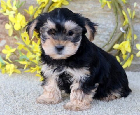Cassie Yorkie