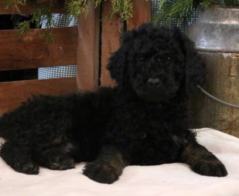 Charlie Poodle