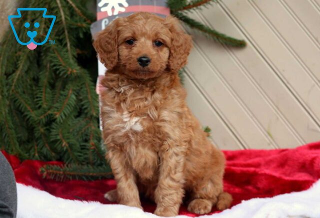Chase Mini Goldendoodle image