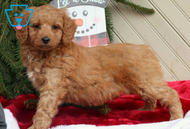 Chase Mini Goldendoodle2 image