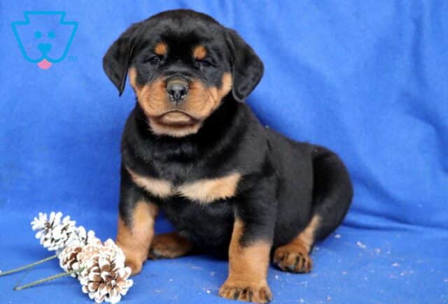 Checkers Rottie image