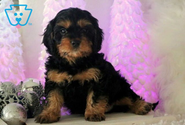 Cheerio Cavapoo image