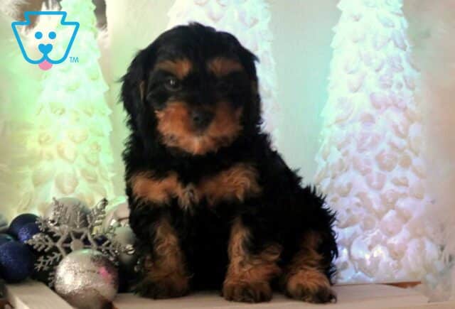 Cheerio Cavapoo2 image