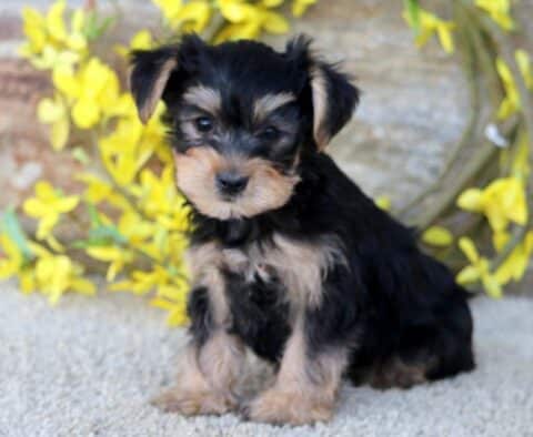 Cheerio Yorkie