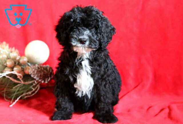 Cheif Mini Bernedoodle image