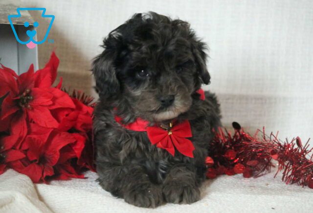Chime Mini Goldendoodle image