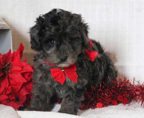 Chime Mini Goldendoodle2