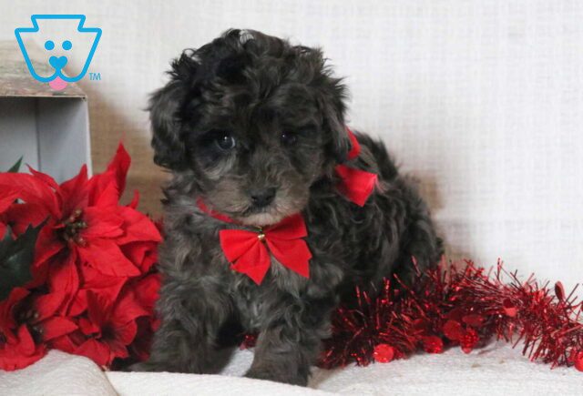 Chime Mini Goldendoodle2 image