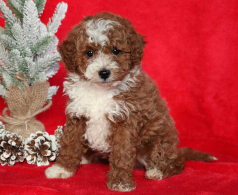 Chip Mini Poodle2