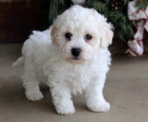 Cj Bichon2