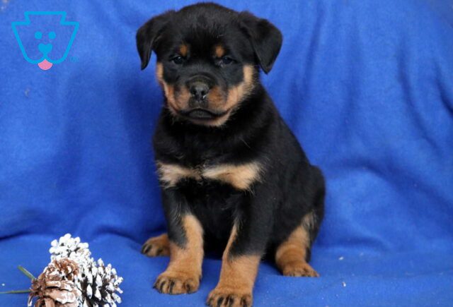 Cola Rottie image