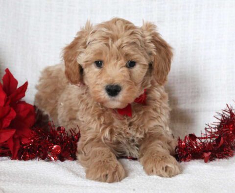 Comet Mini Goldendoodle