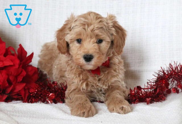 Comet Mini Goldendoodle image