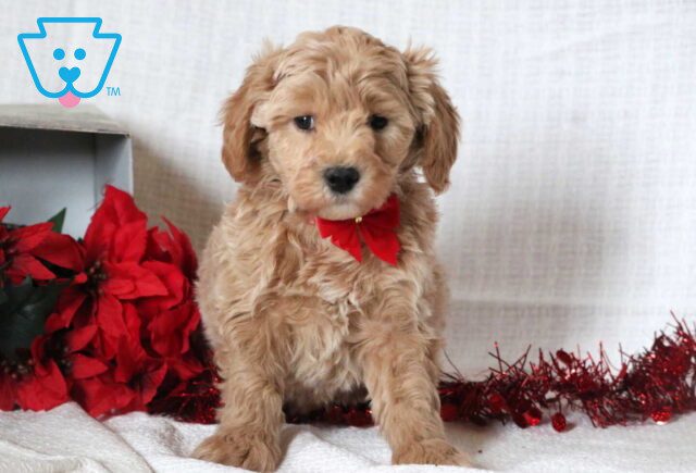 Comet Mini Goldendoodle2 image