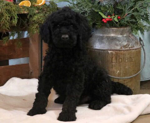 Comet Poodle
