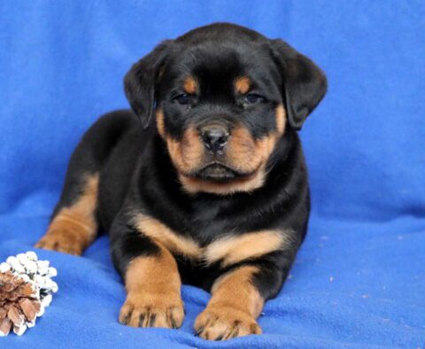 Comet Rottie