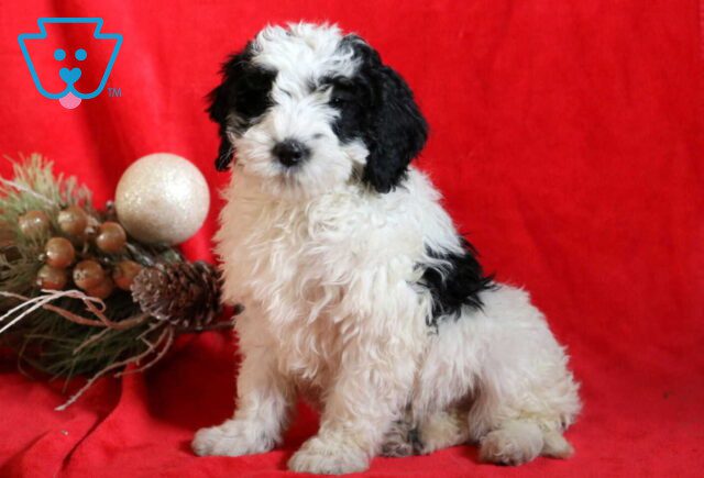 Cookie Mini Bernedoodle2 image