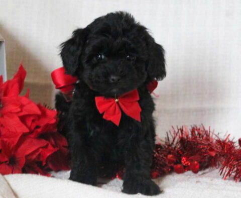 Cookie Mini Goldendoodle