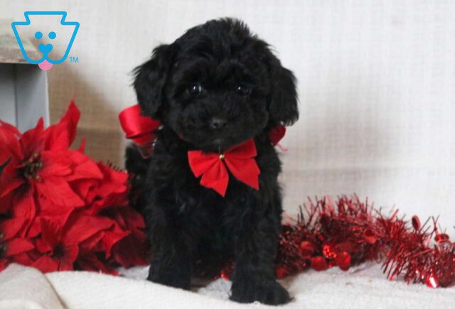 Cookie Mini Goldendoodle image
