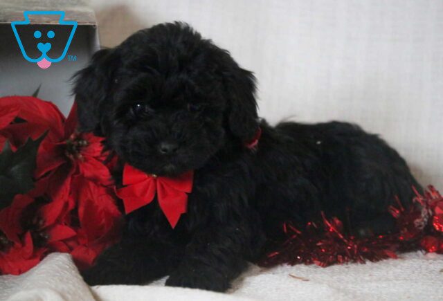 Cookie Mini Goldendoodle2 image