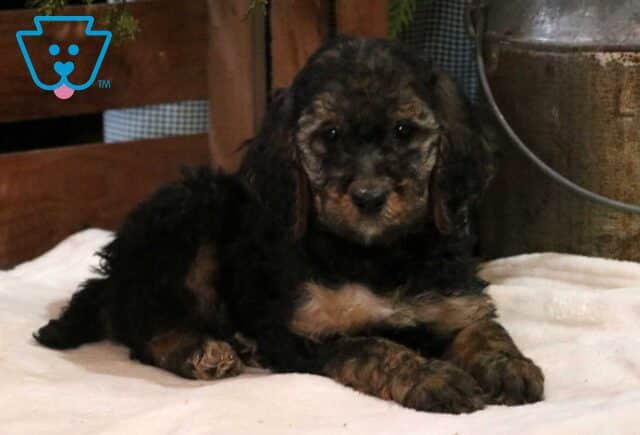 Cookie Poodle2 image