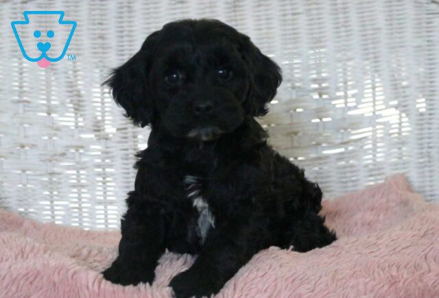 Cora Cockapoo image