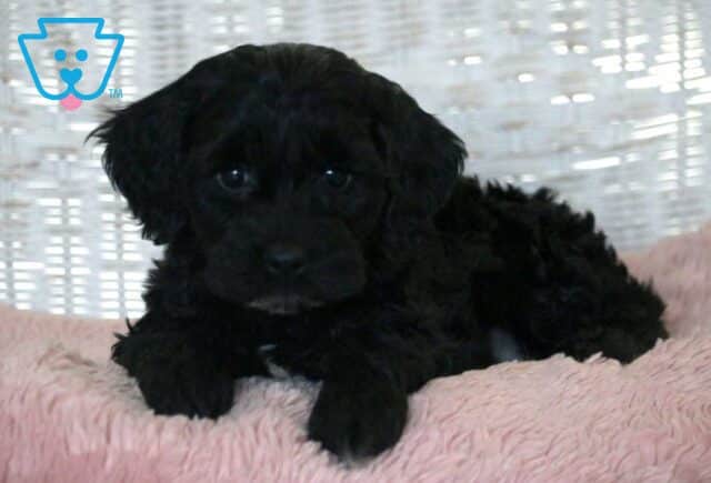 Cora Cockapoo2 image