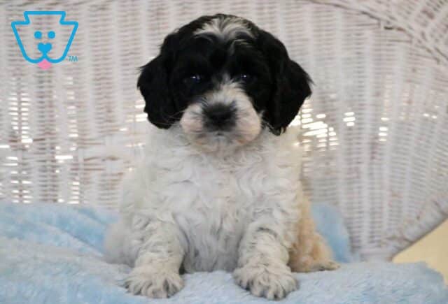 Cruz Cockapoo image