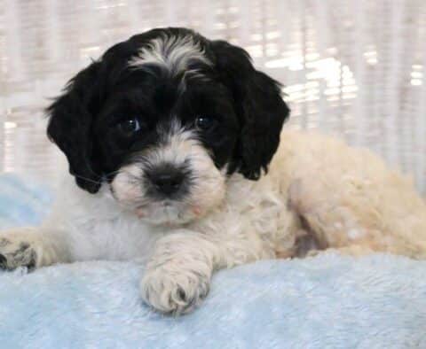 Cruz Cockapoo2
