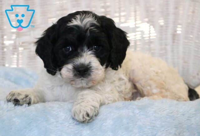 Cruz Cockapoo2 image