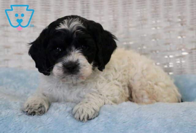 Cruz Cockapoo3 image