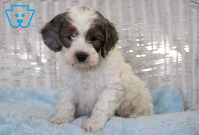 Cubby Cockapoo image