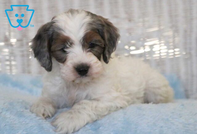 Cubby Cockapoo2 image