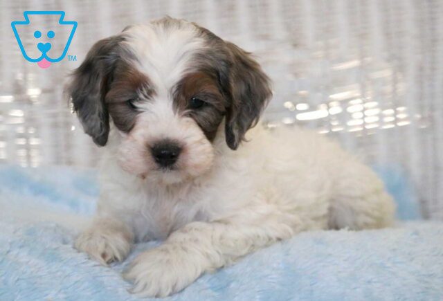 Cubby Cockapoo3 image