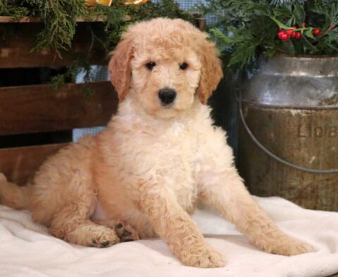 Curls Poodle