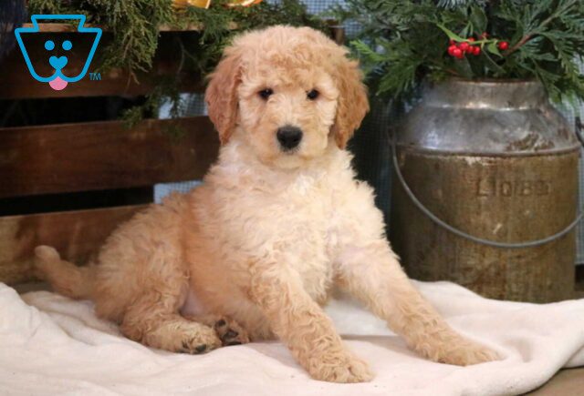Curls Poodle image