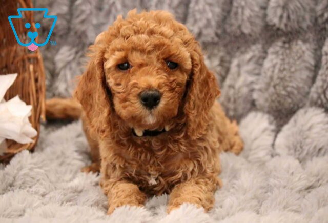Daisy Mini Goldendoodle image