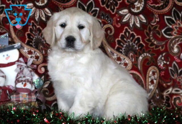 Dakota Golden image