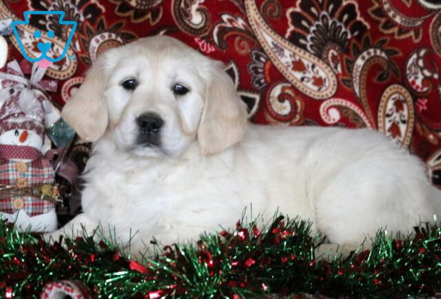 Dakota Golden2 image