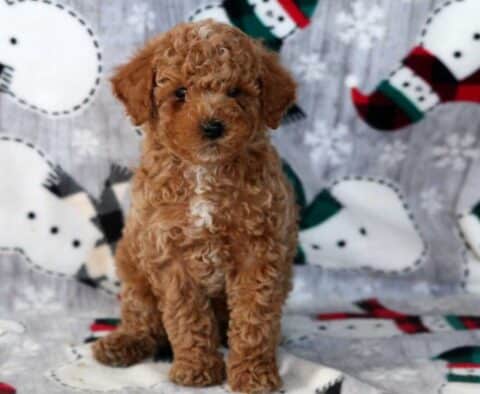 Danny Mini Labradoodle2