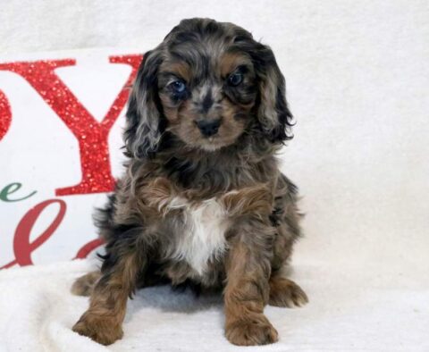 Dee Cockapoo