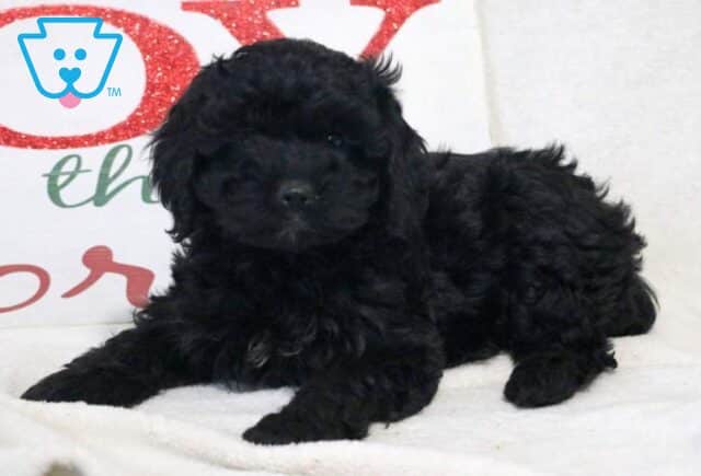Dora Cockapoo image