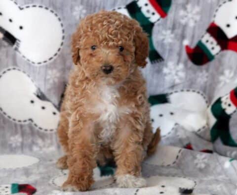 Duke Mini Labradoodle
